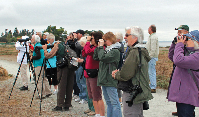 Christmas bird count