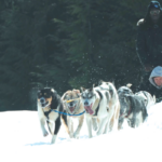 What dogsledding taught me about a communal identity