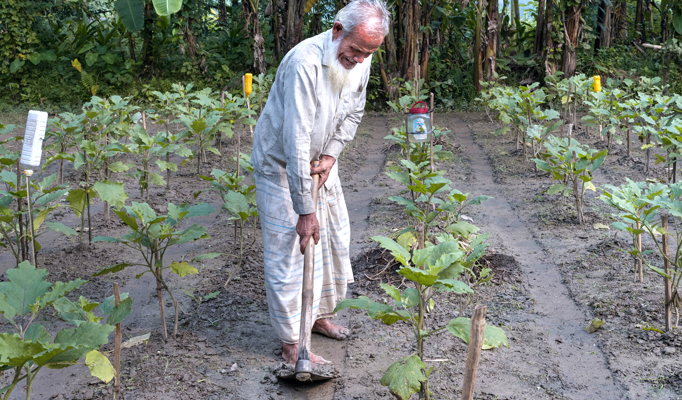 Bangladeshi farmers grow safe vegetables to protect health, environment By Linda Espenshade, MCC As Bangladeshi farmers carry baskets of eggplant, leafy red amaranth, cucumbers and squash of all shapes and sizes from their fields to be packaged at a local vegetable processing centre, they also bring the personal satisfaction of providing healthy, pesticide-free food to their customers. These farmers in Bogura District, northwestern Bangladesh, have chosen to learn to farm with natural pest control instead of synthetic pesticides. They have seen the negative effects of long-term use, abuse and overuse of pesticides on the health of farmers, consumers and the environment. “We like to be healthy,” says farmer Kabir Hossain, who brought olives and ribbed gourds to the centre on a Tuesday morning last October. “We would like to save our environment.” Too many farmers are harming the environment with pesticides that pollute the soil, the water and the air, he says. In addition, farmers in the area, especially those who wear no protective gear when spraying pesticides, report eye irritation and burning, respiratory concerns, stomach acidity and renal problems. Customers too can be affected by food that contains too much pesticides, including vegetables that are sprayed on the same day they are sold at market. Overuse of pesticides happens because farmers operate on such a thin profit margin that they can’t afford to lose any crops to pests, says Jahangir Alam, MCC program officer. In addition, he says about half the farmers can’t read application instructions. They and others rely on the explanations of pesticides retailers, who benefit financially from its overuse. Hossain is one of 700 farmers who are growing pesticide-free or “safe food,” as it is commonly called. They are using new farming techniques that they learned from MCC’s development partners Grameen Unnayan Prokalpo (GUP) or Pollee Unnayon Prokolpo (PUP). MCC’s agricultural experts in Bangladesh train GUP and PUP staff on these techniques, known as Integrated Crop Management, which also include making compost that repairs and builds soil health. MCC support for development projects like this is based in its faith, says Gregory Vanderbilt, representative for MCC in Bangladesh. “Grounded in the unconditional love for God and for our neighbours, our faith motivates us to support development projects that accompany justice, equity and peace towards shalom – wholeness in people and our world.” Growing vegetables without pesticides PUP and GUP offer courtyard training sessions and grow demonstration plots, called technology hubs, where farmers can see the techniques in action and learn how to use them. By example, farmers then show their neighbours that, despite some challenges, they can make a living growing safe vegetables. “I observe that pesticides means … you are destroying everything,” says farmer Abdul Mojid, who knows of three people who collapsed while spraying pesticides. “I know that without pesticides, I am able to produce the crops. That’s why I stopped using the pesticides.” His fields, which are near the processing centre, are not immune to bugs who want to munch on his crops. In his gourd fields, he has blue, white and orange bottles called sticky traps. The colours lure pests to the trap where they get stuck on the used motor oil that Mojid applied to the outside of the bottle. He also uses pheromone-infused bait that attracts male fruit flies into a clear bottle where they fall into the soapy water on the bottom and die. Cost saving is an important advantage of farming without chemicals, says Arefur Rahaman, MCC food security and livelihoods coordinator who researched insects for his master’s degree. For 33 decimals (1/3 acre) of land, Mojid would spend 25,000-30,000 taka (US$211- $254) a year on pesticides, but to buy pheromone and sticky traps, he spends only 5,000 taka (US $42) a year. The cost savings make up for any losses farmers experience if vegetables do experience pest damage. Farming without pesticides works best when multiple farmers in the same community use it, says Rahaman. If one field uses pesticides and its neighbour does not, pests will converge on the unprotected field. However, if everyone is avoiding pesticides, the overall number of harmful insects will decrease over time and the useful insects will rebound. “One little ladybird beetle (ladybug) can consume up to 70-80 aphids in a day,” says Rahaman. Mojid also improves the health of his soil by making compost, a process that takes six to eight weeks. His adult daughter makes vermicompost by feeding manure to worms, which transform it into beneficial fertilizer. He makes tricho-compost, a mixture of seven readily available, natural ingredients plus Trichoderma, a fungus that controls soil-borne fungal diseases. “When I started to produce tricho-compost,” Mojid says, “I observed that this kind of compost is helping to increase the water-holding capacity of the soil.” The plants also produce longer than they did before using the compost. He may still add some chemical fertilizer, but only after doing a soil test to see exactly what is needed – another practice MCC and GUP emphasize. Marketing challenges Although farmers report a yield similar to what they would get with pesticides, marketing is a challenge because many customers don’t understand the value of safe vegetables. With MCC support, both organizations are trying different marketing approaches and carrying out community education projects to raise awareness of the health benefits. At the processing centre, which is run by GUP, Hossain says he gets paid a few more taka per kilo than he would get by selling at the regular market. The staff take care of cleaning, packaging and labelling vegetables, getting them ready to take to stores in Bogura. The customer base that is willing to pay more for pesticide-free food tends to be educated and financially stable, says Rahaman, so GUP looks for stores that serve this demographic. So far, they have fresh vegetable displays set up in four stores that sell food and household supplies. “I think this quality is so good, and the price is reasonable for me,” says Abu Talha Enam, a young man who comes to buy cucumbers at the local Touch and Take store about three times each week. He works out at a gym, he says, so he also buys healthy vegetables. Stores are preferable to outdoor markets where many farmers bring their produce because most wholesalers and retail customers care more about how the produce looks than its health benefits, says Alam. When the vegetables appear side by side, vegetables produced without pesticides tend to look less shiny and big as those grown with pesticides and hormones. It is a hindrance that MCC staff are addressing. Pop-up street market stands are PUP’s strategy of choice. Dr. Shamsuddin, who uses one name, says he has seen the negative health effects of pesticides in his patients, allowed PUP to start a market stand in his Bogura apartment building on Friday mornings. He advised his patients to switch to pesticide-free food and is encouraging his colleagues to promote safe foods, too. Mojid says he will continue farming without pesticides because of the long-term benefits. “Maybe it can give you more money sometimes,” he says. “Usually, I don’t care about the money. I only care about the environment and health.” Linda Espenshade is MCC U.S. news coordinator. Phoito: Abdul Mojid hoes in his eggplant field, while the colorful sticky traps and the clear pheromone traps eliminate insects. MCC/Fairpicture photo/Fabeha Monir